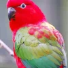 Chattering Lory Diamond Painting