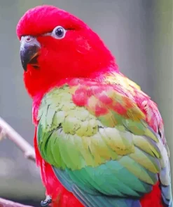 Chattering Lory Diamond Painting