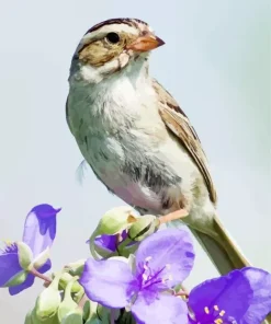 Clay Colored Sparrow Diamond Painting