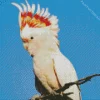 Cockatoo Diamond Painting
