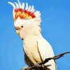 Cockatoo Diamond Painting