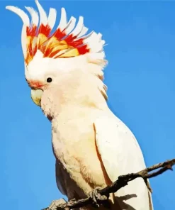 Cockatoo Diamond Painting