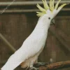 Cockatoo Art Diamond Painting