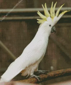 Cockatoo Art Diamond Painting