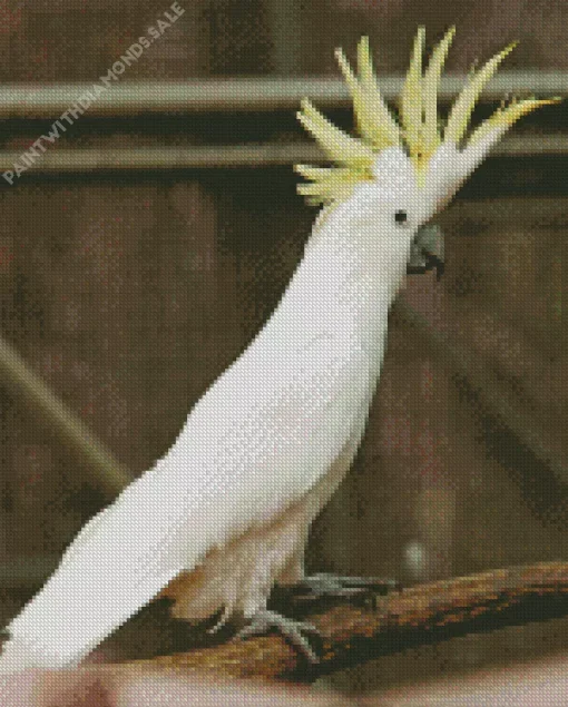 Cockatoo Art Diamond Painting