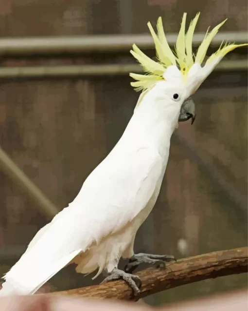 Cockatoo Art Diamond Painting