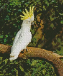 Cockatoo Bird Diamond Painting