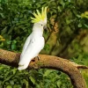 Cockatoo Bird Diamond Painting