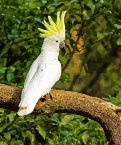 Cockatoo Bird Diamond Painting