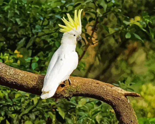 Cockatoo Bird Diamond Painting