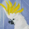 Cockatoo Bird Art Diamond Painting