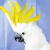 Cockatoo Bird Art Diamond Painting