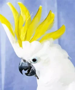 Cockatoo Bird Art Diamond Painting