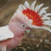 Cockatoo Bird Head Diamond Painting