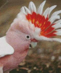 Cockatoo Bird Head Diamond Painting