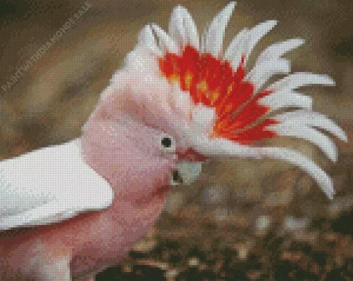 Cockatoo Bird Head Diamond Painting