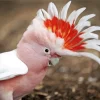 Cockatoo Bird Head Diamond Painting