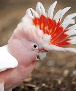 Cockatoo Bird Head Diamond Painting