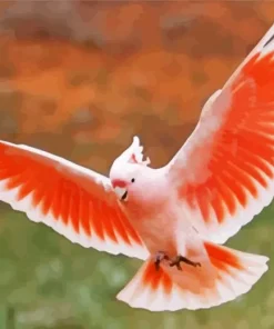 Cockatoo Flying Diamond Painting