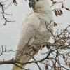 Cockatoo On A Branch Diamond Painting