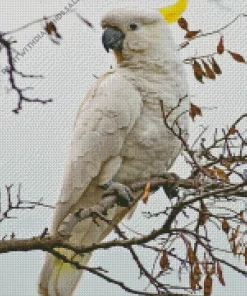 Cockatoo On A Branch Diamond Painting