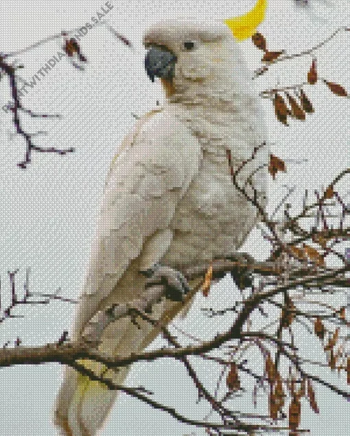 Cockatoo On A Branch Diamond Painting