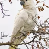 Cockatoo On A Branch Diamond Painting