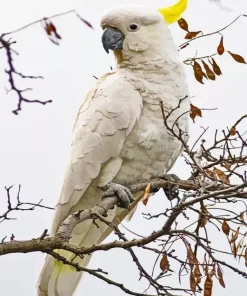 Cockatoo On A Branch Diamond Painting