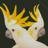 Cockatoos Diamond Painting