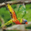 Coconut Lorikeet Flying Diamond Painting