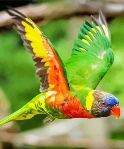 Coconut Lorikeet Flying Diamond Painting