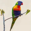Coconut Lorikeet On A Branch Diamond Painting