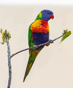 Coconut Lorikeet On A Branch Diamond Painting