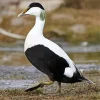 Common Eider Diamond Painting