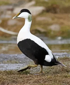 Common Eider Diamond Painting