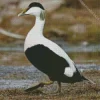 Common Eider Diamond Painting
