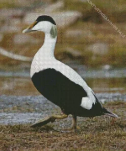 Common Eider Diamond Painting