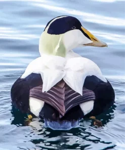 Common Eider Back Diamond Painting