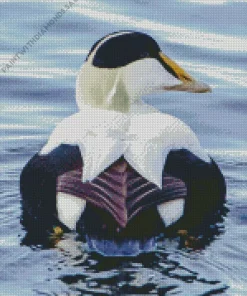 Common Eider Back Diamond Painting