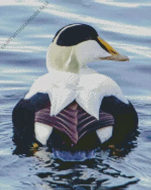 Common Eider Back Diamond Painting