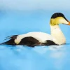 Common Eider Bird Diamond Painting