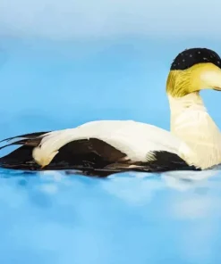 Common Eider Bird Diamond Painting