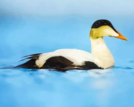 Common Eider Bird Diamond Painting