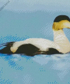 Common Eider Bird Diamond Painting