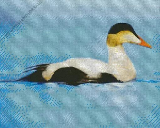 Common Eider Bird Diamond Painting