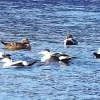 Common Eider Birds Swimming Diamond Painting