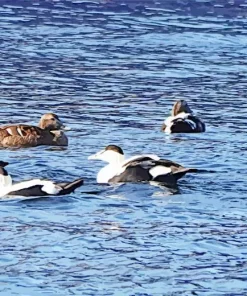 Common Eider Birds Swimming Diamond Painting