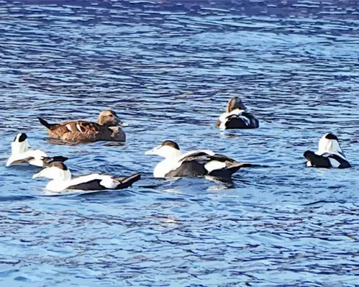 Common Eider Birds Swimming Diamond Painting