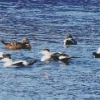 Common Eider Birds Swimming Diamond Painting