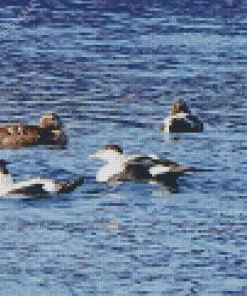 Common Eider Birds Swimming Diamond Painting